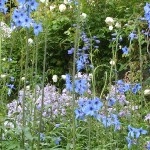 Green Man Gardens Landscape Gardening screening