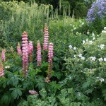 Planted Border Herbacious Perennials Gravel Path